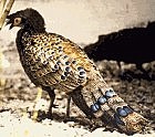 Mlayan Peacock-Pheasant - Photo copyright Laurie Crampton